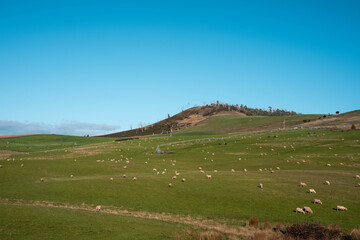 Obraz premium Merino sheep, grazing and eating grass under a pivot irrigation in tasmania australia in spring