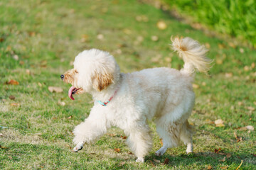 White curly-haired dog on the grass