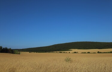 Fototapeta premium field of wheat and blue sky