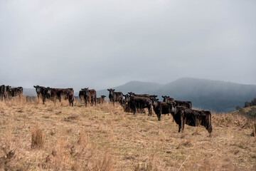 sustainable holistic livestock farm with cattle grass fed. cows in a field grazing on pasture