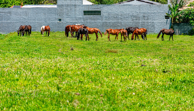cavalos no pasto