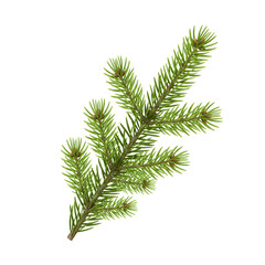 pine branch