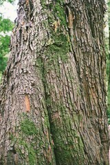 Close up natural bark texture in sunlight
