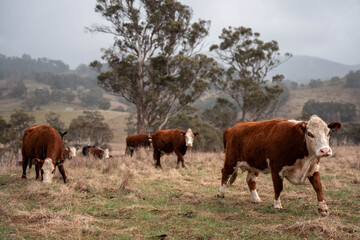 sustainable holistic livestock farm with cattle grass fed. cows in a field grazing on pasture