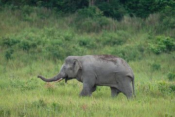 Naklejka premium Thai elephant in the wildlife of thailand