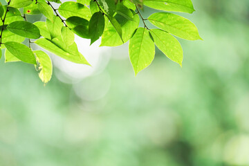 green leaves in the forest
