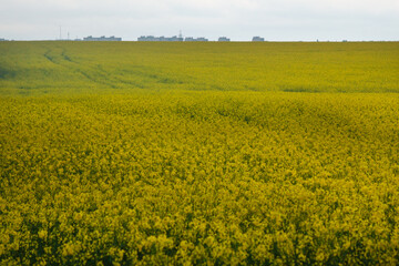Fototapeta premium A bright rapeseed field with small silhouettes of houses on the horizon
