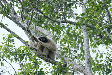 Pileated gibbon(Hylobates pileatus) primate monkey watching in natural habitats in the forest.