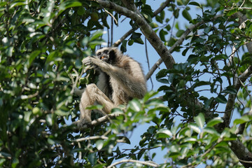 Pileated gibbon(Hylobates pileatus) primate monkey watching in natural habitats in the forest.