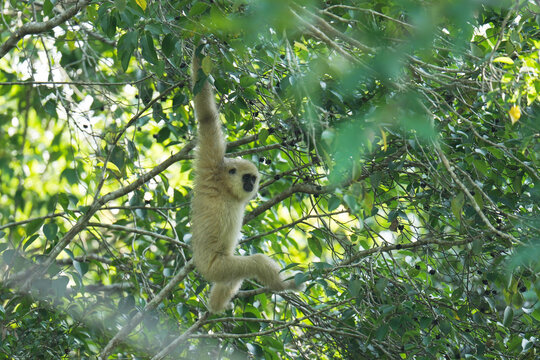 Pileated gibbon(Hylobates pileatus) primate monkey watching in natural habitats in the forest.