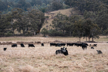 green grass pasture and grasses on a regenerative farm. native plants storing carbon in the soil