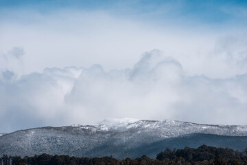 snow on a mountain over a farm, Cow herd below in a field grazing on grass. snowy hill above a farm in tasmania australia