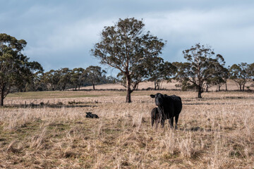 Fototapeta premium sustainable holistic livestock farm with cattle grass fed. cows in a field grazing on pasture