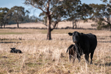 sustainable holistic livestock farm with cattle grass fed. cows in a field grazing on pasture