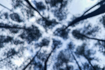 fog descends after rain in the pine forest. visibility becomes blurry and the weather becomes colder.