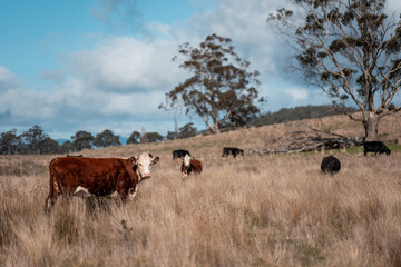 sustainable holistic livestock farm with cattle grass fed. cows in a field grazing on pasture