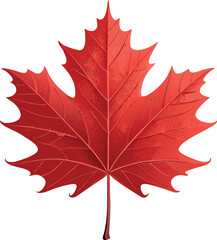 Highly Detailed Red Maple Leaf Vector Illustration or Canadian Symbol