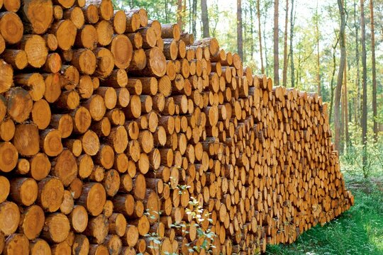 Stack of pine logs in forest sunlight