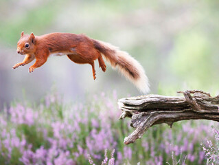 Jumping Squirrel In Scotland Forest 
