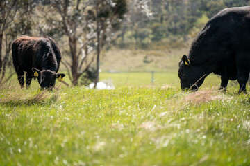 green grass pasture and grasses on a regenerative farm. native plants storing carbon in the soil