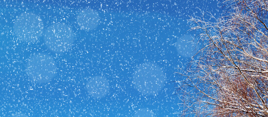 Winter background with frosty winter tree branches on the background of the blue sky under falling snowflakes, panoramic view, free space for text