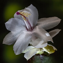 Weihnachtskaktus Makro Aufnahme - Schlumbergera truncata (Haw.) Moran - Gattung Schlumbergera - Familie Cactaceae