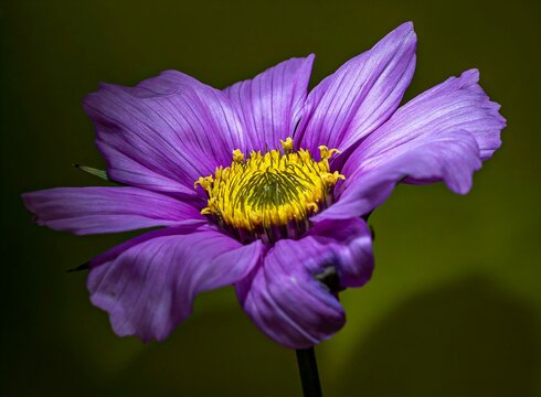 Cosmea - Cosmos bipinnatus Cav. - Gattung Cosmos - Familie Asteraceae