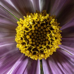 Kosmee - Cosmos (Gattung) - Familie Asteraceae