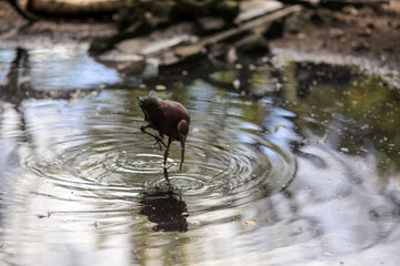 Glossy ibis