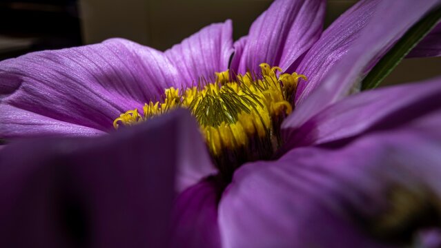 Cosmea - Cosmos bipinnatus Cav. - Gattung Cosmos - Familie Asteraceae