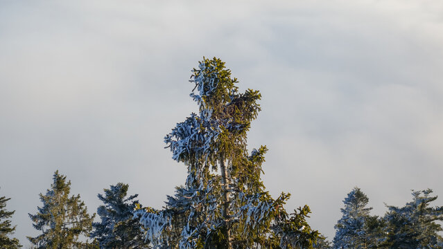 Snow-draped firs in Swiss Jura mountains