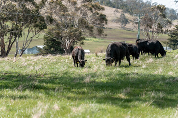sustainable holistic livestock farm with cattle grass fed. cows in a field grazing on pasture