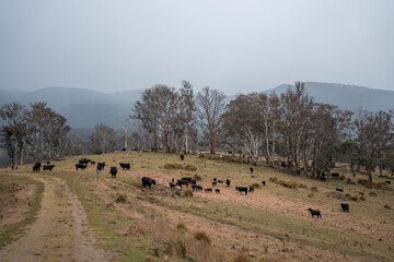 green grass pasture and grasses on a regenerative farm. native plants storing carbon in the soil
