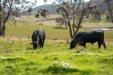 Fototapeta premium green grass pasture and grasses on a regenerative farm. native plants storing carbon in the soil
