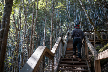 hiker walking up stairs exploring in a rainforest on a trail with a backpack and hiking boots