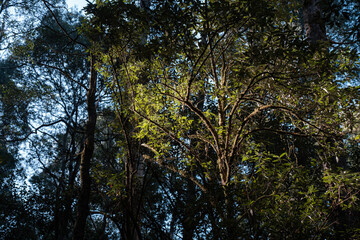 eucalyptus gum trees growing in a bush forest with oulther species of plants, native to Australia with the blue sky behind their leaves as they blow in the wind