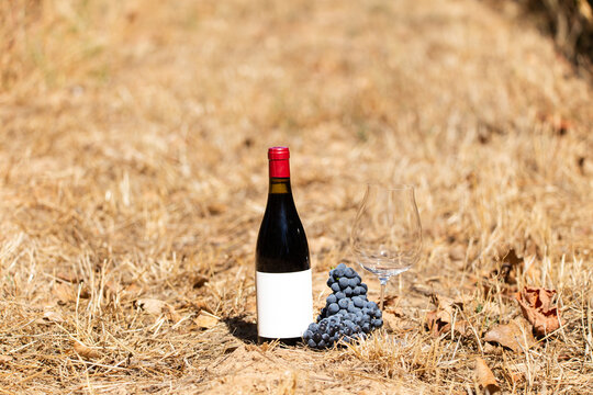 Wine bottle and grapes in vineyard setting