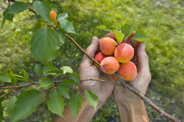 Growing apricots. Close-up. A man's palms hold a bunch of ripe apricots on a tree branch.