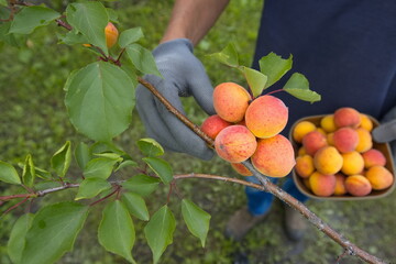 Picking apricots. Сlose-up. Apricots grow on a branch. A man's hand holds an apricot ready to pick it and place it in a bowl.