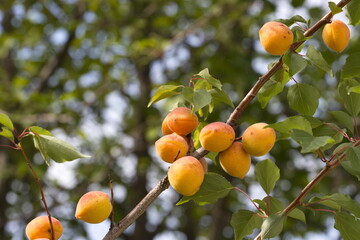 Growing apricots. Сlose-up. Tree branches with ripe apricots. 