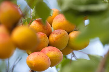Growing apricots. Сlose-up. Tree branches with ripe apricots. 