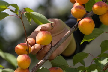 Picking apricots. Close-up.  A woman's hand picks an apricot from a branch. 