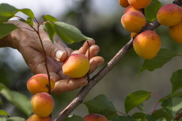 Picking apricots. Close-up. A woman's hand picks an apricot from a branch. 