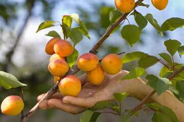 Growing apricots. Сlose-up. A woman's hand touches ripe apricots on a tree branch.