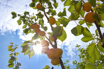 Growing apricots. Сlose-up. Tree branches with ripe apricots against the sky and bright sun.