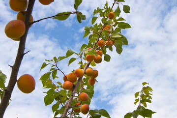 Growing apricots. Tree branches with ripe apricots against the sky. 