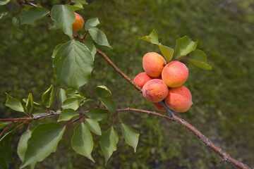 Growing apricots. Close-up. Ripe and juicy orange-red apricots grow on a tree branch.
