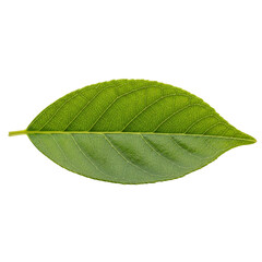 Obraz premium Realistic Green Leaf with Detailed Veins on Transparent Background Botanical Nature Element Illustration for Design and Decoration