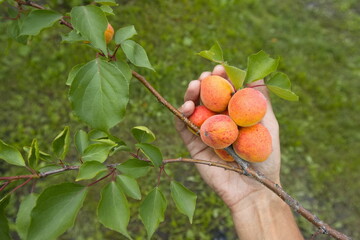 Growing apricots. Close-up. A man's hand touches ripe and juicy orange-red apricots on a tree branch.
