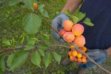 Picking apricots. Сlose-up. Apricots grow on a branch. A man's hand holds an apricot ready to pick it and place it in a bowl.